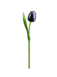 [ES820.340-a] Wooden Tulips - Aubergine & White, Large 34 cm