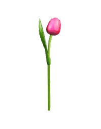 [ES820.340-pink] Wooden Tulips - Pink & White, Large 34 cm