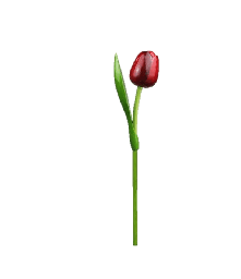 [ES820.340-ra] Wooden Tulips - Red & Aubergine, Large 34 cm