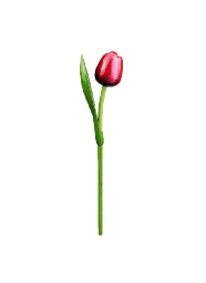 [ES820.340-rw] Wooden Tulips - Red & White, Large 34 cm