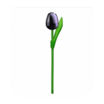 Wooden Tulips - Aubergine & White, Small (20 cm)