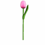 Wooden Tulips - Pink & White, Small (20 cm)