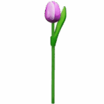 Wooden Tulips - Purple & White, Small (20 cm)