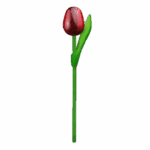 Wooden Tulips - Red & Aubergine, Small (20 cm)