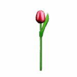 Wooden Tulips - Red & White, Small (20 cm)