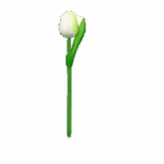 Wooden Tulips - White & Green, Small (20 cm)