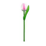 Wooden Tulips - White & Pink, Small (20 cm)
