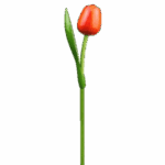 Wooden Tulips - Orange & Red, Large (34 cm)