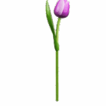 Wooden Tulips - Purple & White, Large (34 cm)