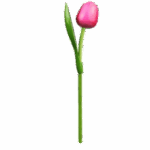 Wooden Tulips - Pink & Red, Large (34 cm)