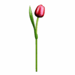 Wooden Tulips - Red & White, Large (34 cm)
