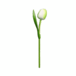 Wooden Tulips - White & Green, Large (34 cm)