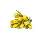 Wooden Tulips - Yellow & Green, Large (34 cm)